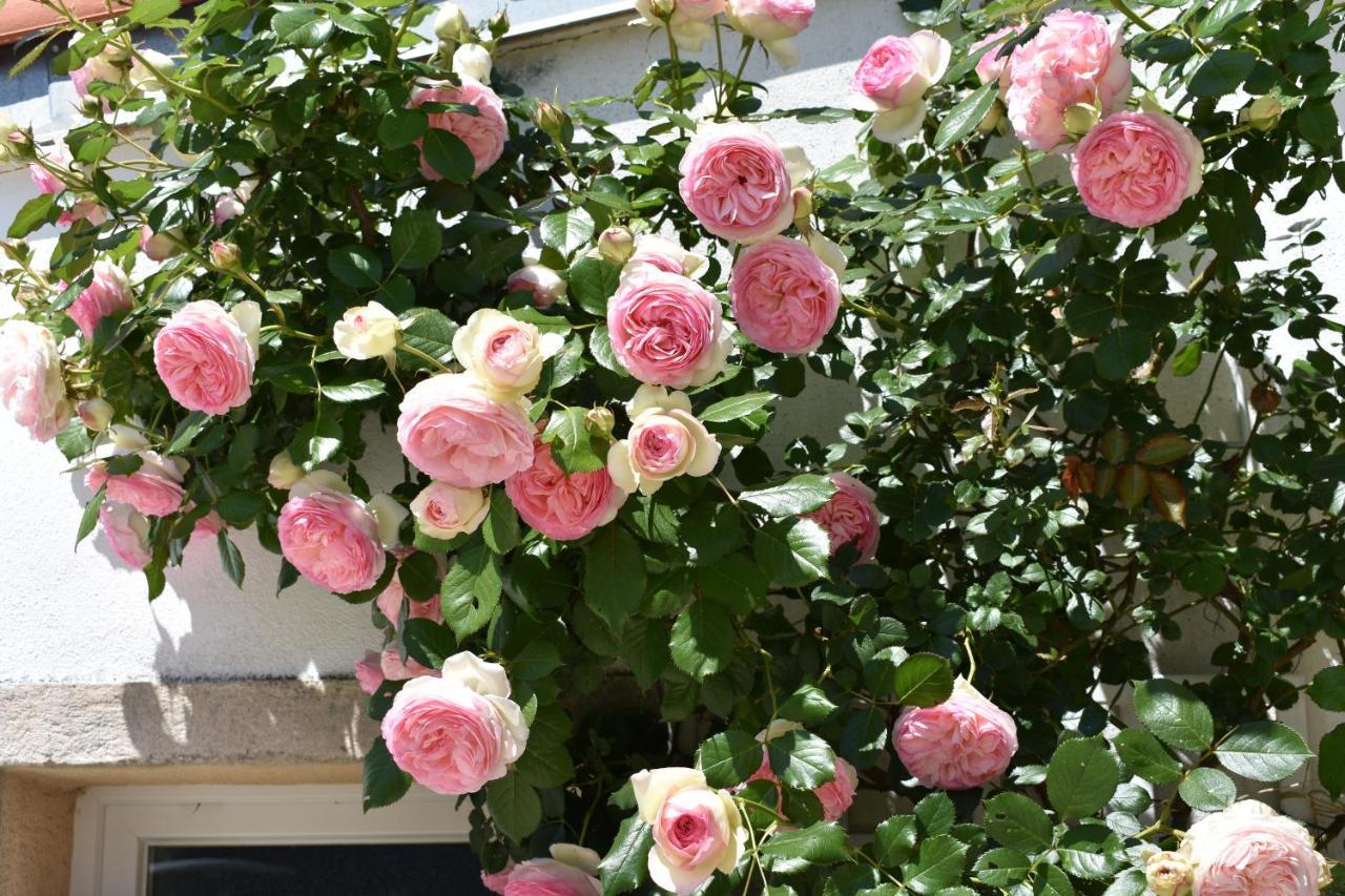 La Jarrie Leduc Bed & Breakfast Dış mekan fotoğraf